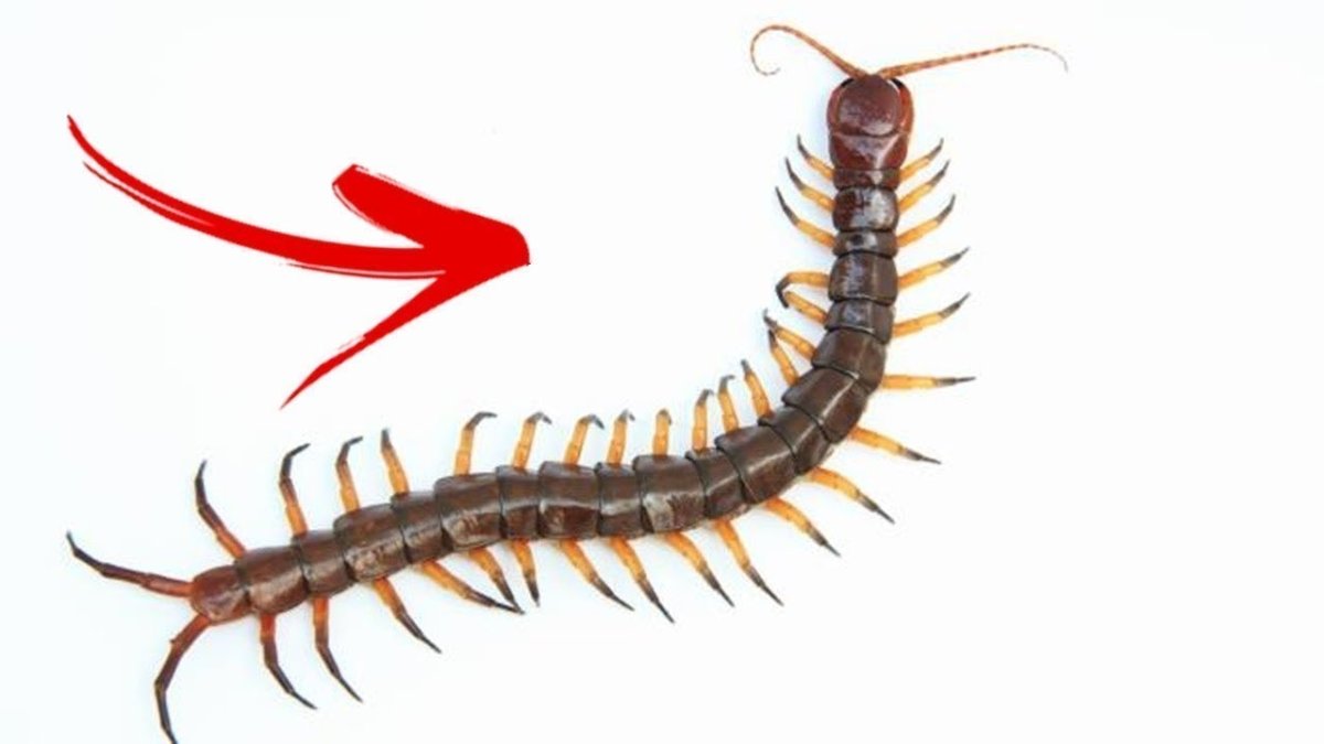 Борис Заходер сороконожка