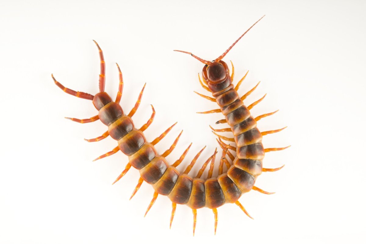 Веселые гусенички