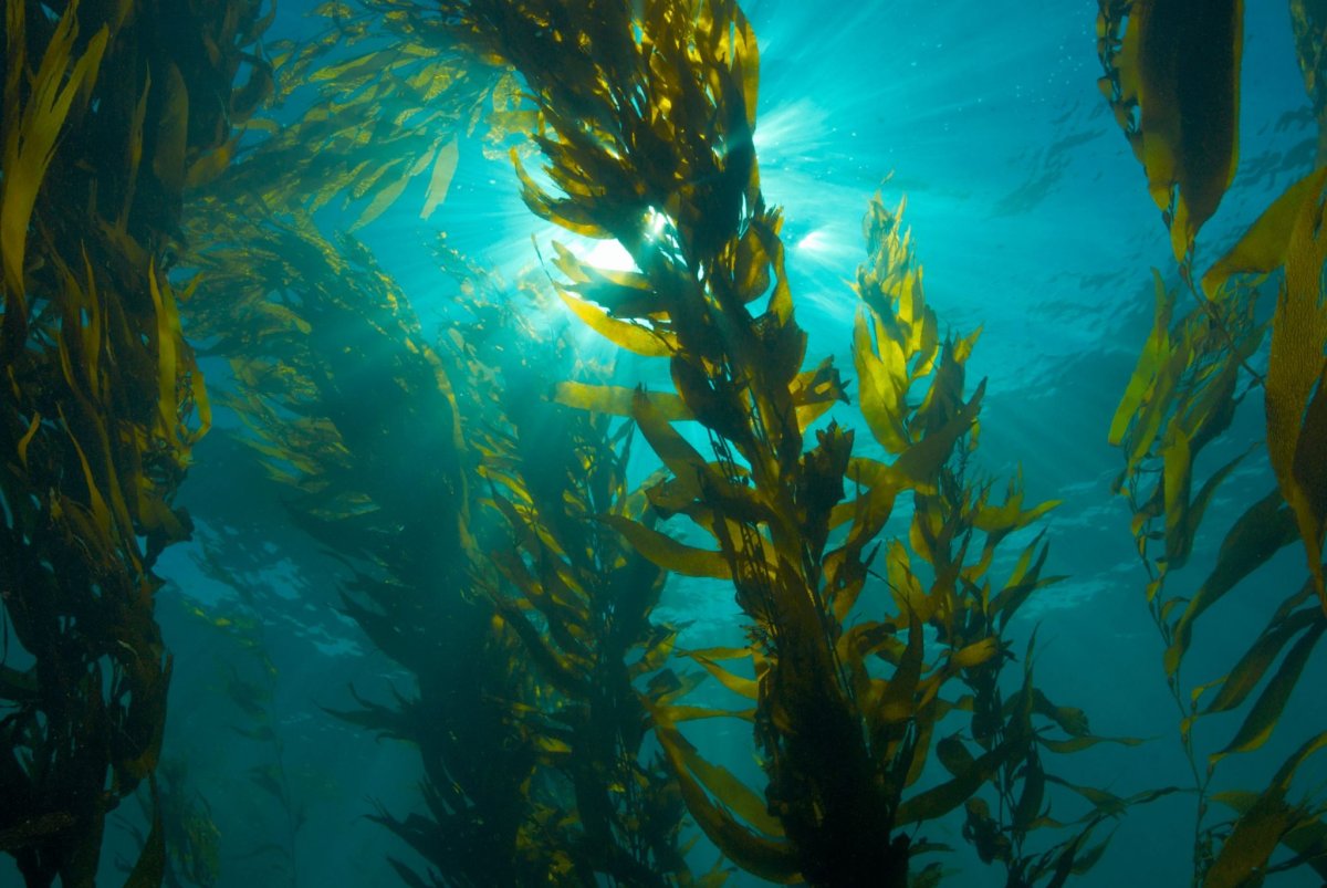 Бурые водоросли ламинария