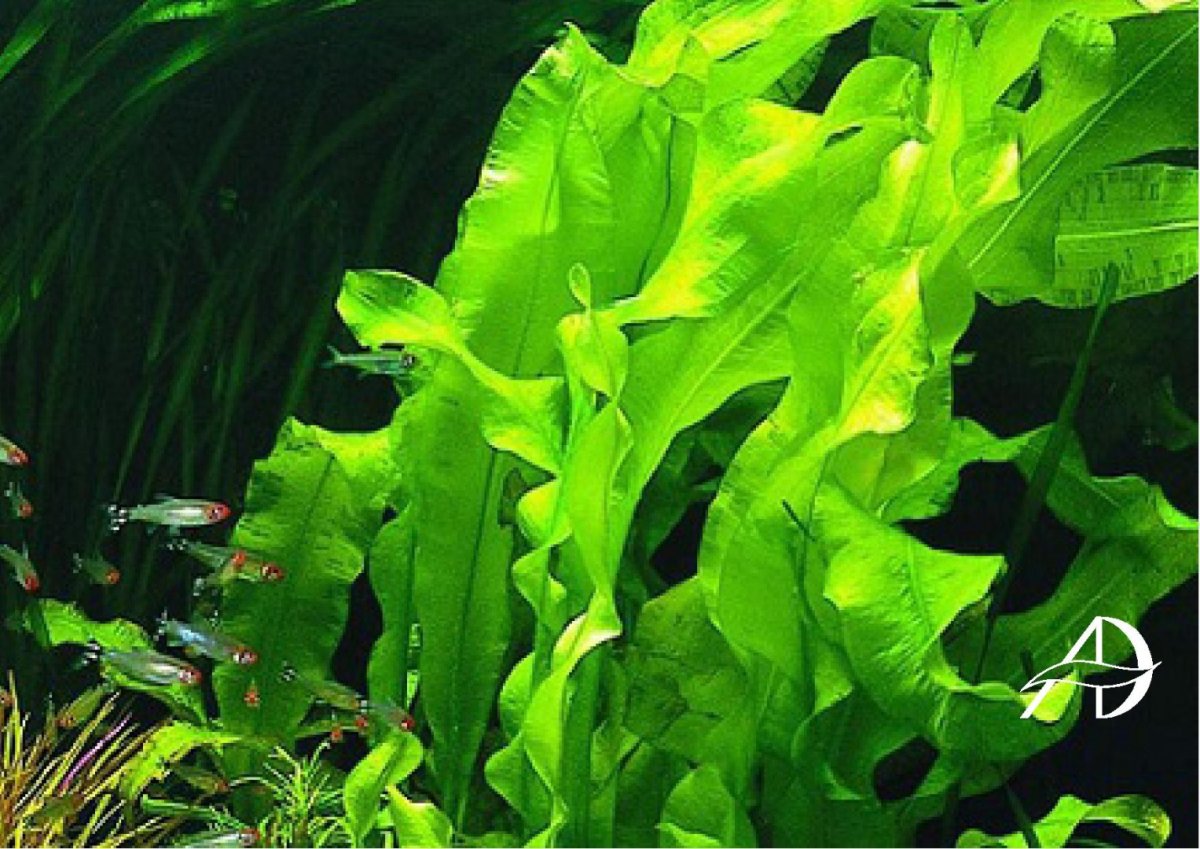 Апоногетон ульвацеус