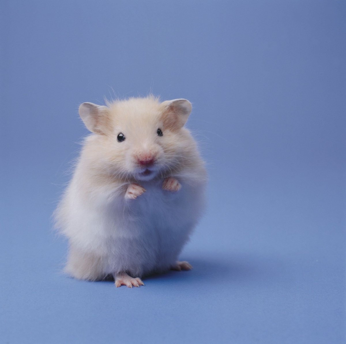 Кавайные хомячки