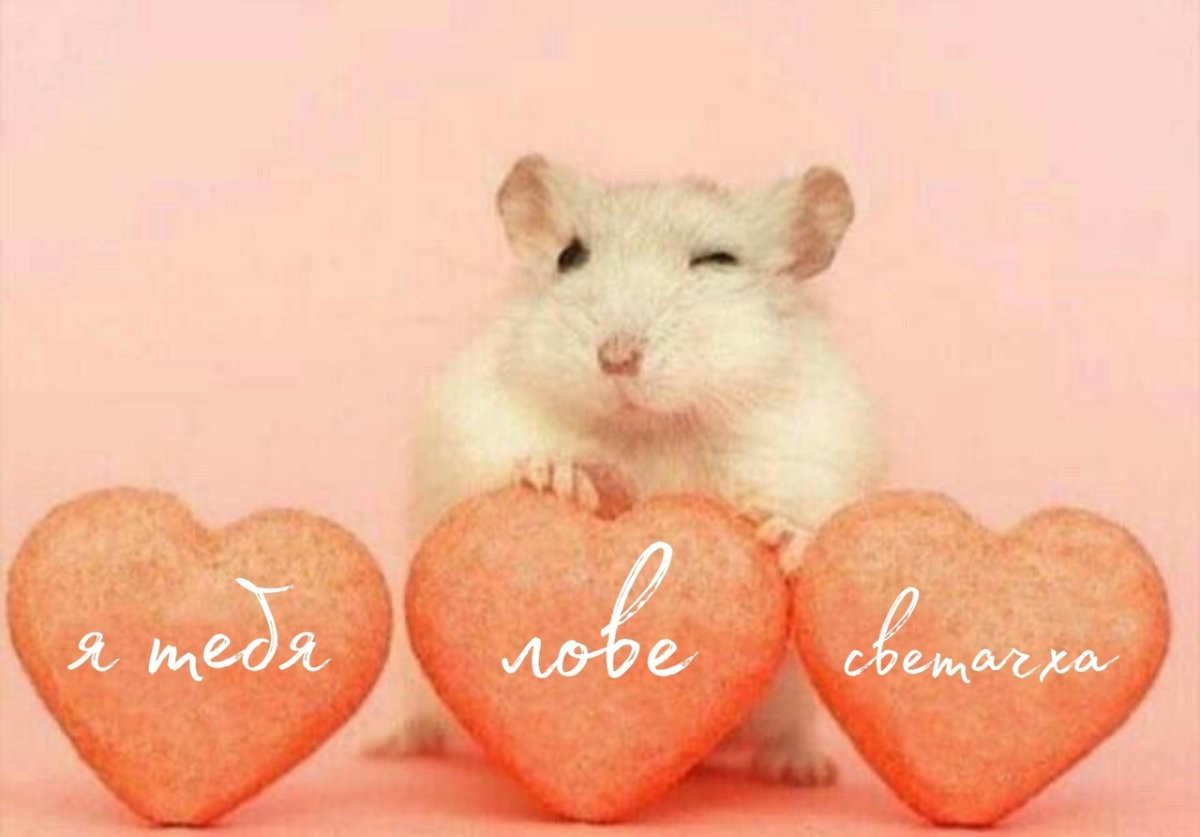 Хомячок с сердечком