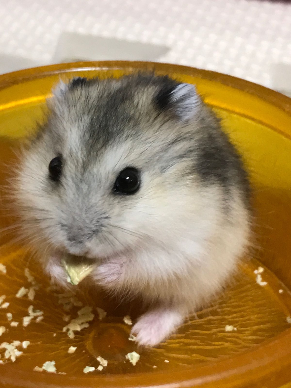 Чашка хомяк