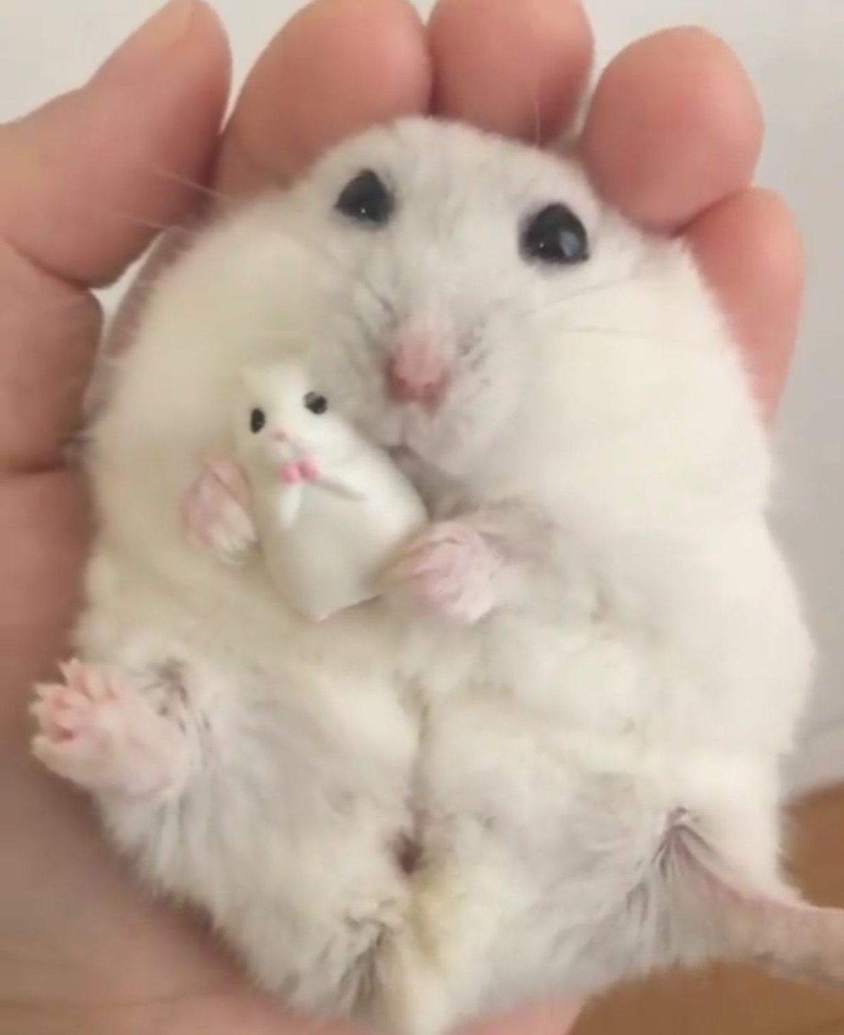 Хомяк в шапке