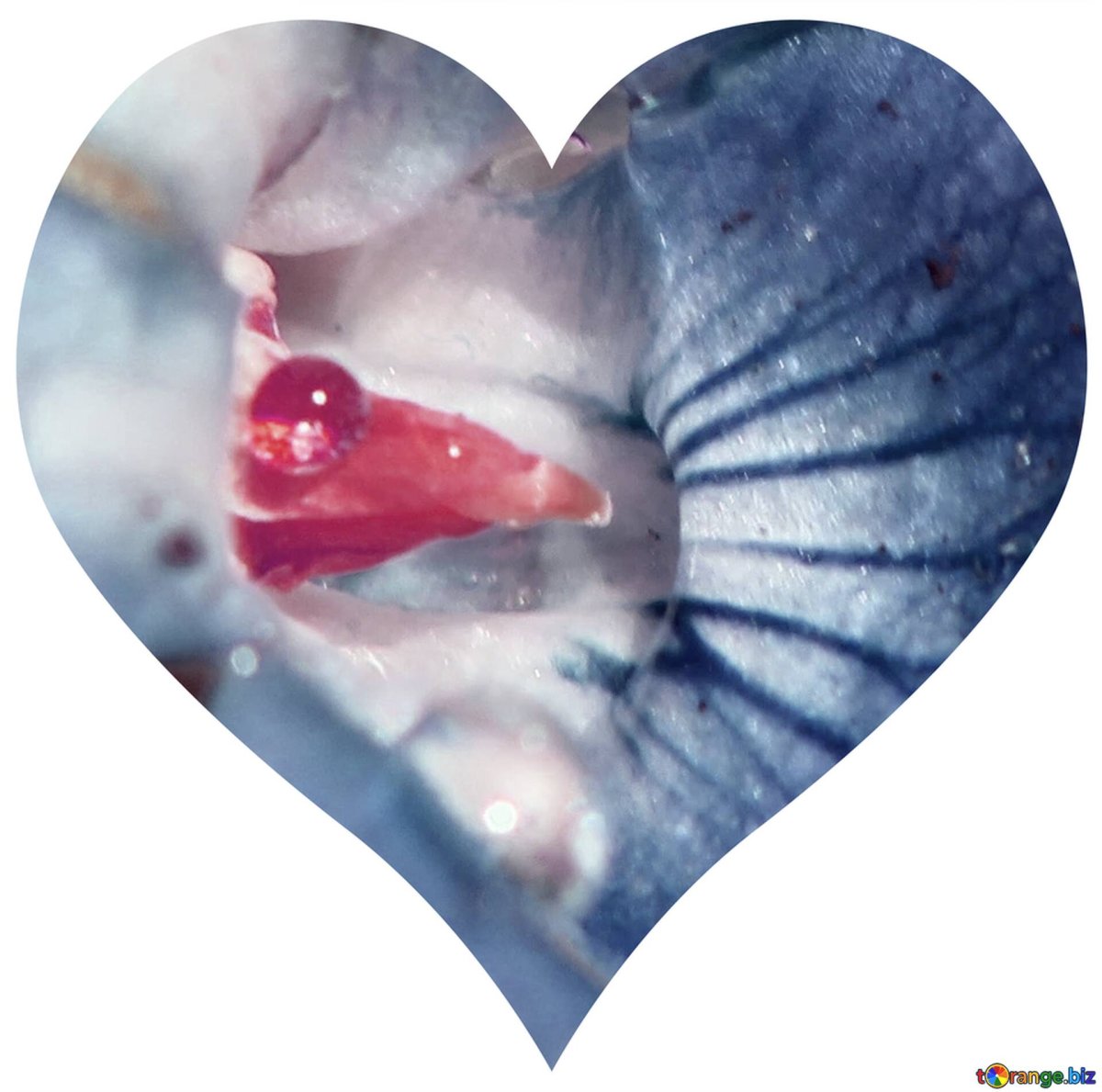 Сердечко плачет