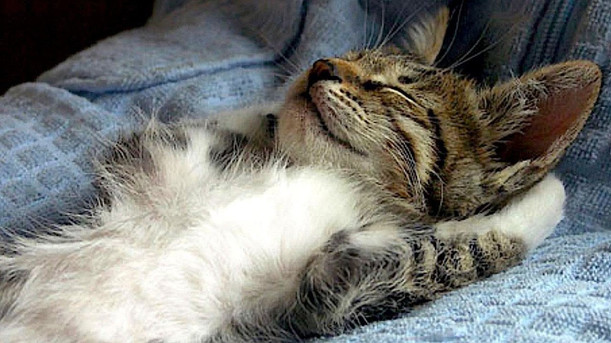 Животные желают спокойной ночи