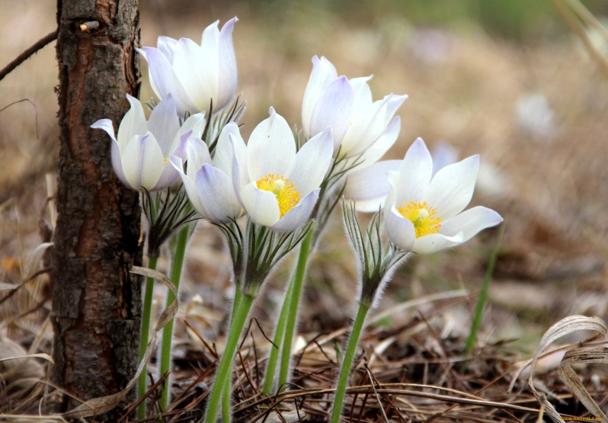 Красивая Весенняя природа