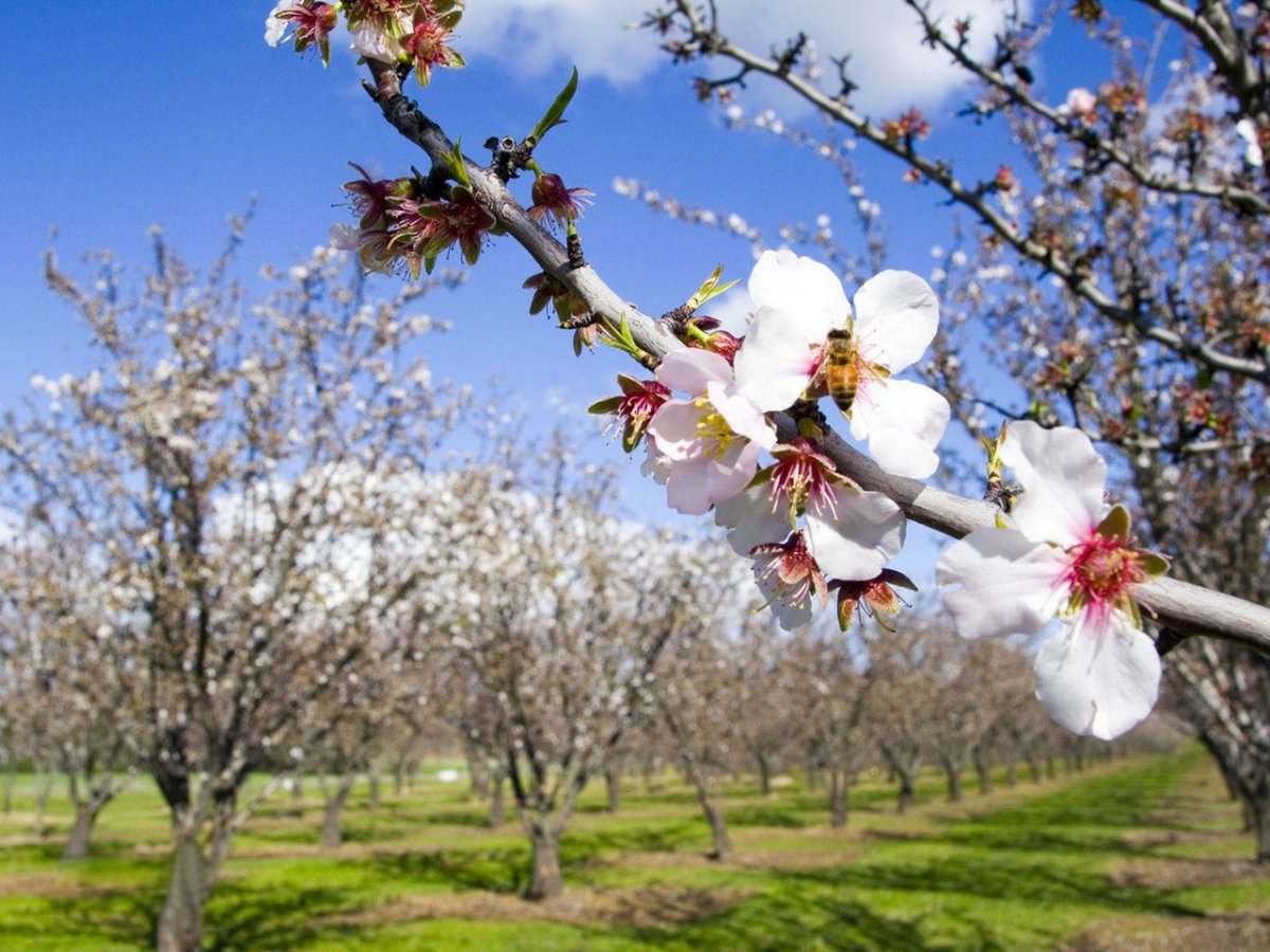 Весенний пейзаж