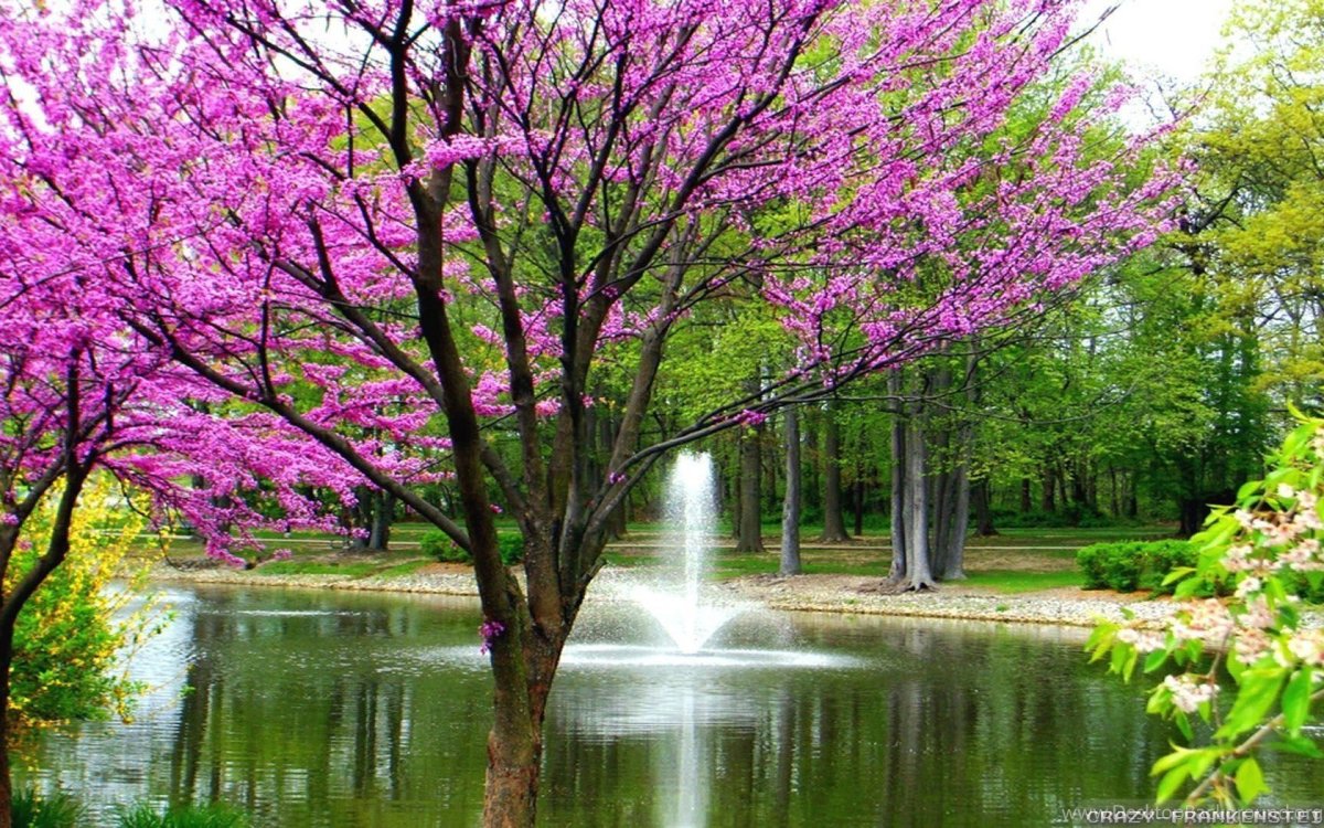 Национальный парк Маунт-Рейнир