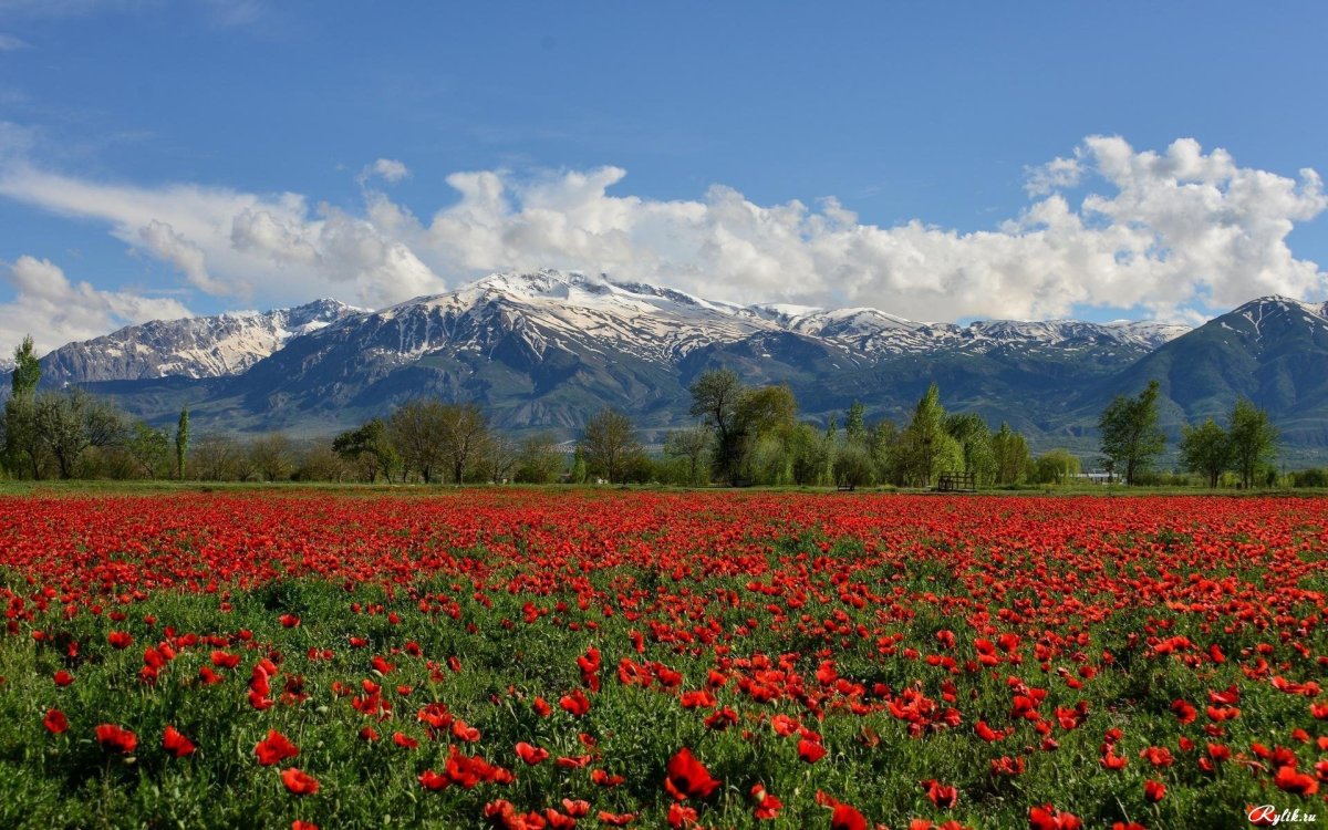 Тянь Шань Киргизия маки