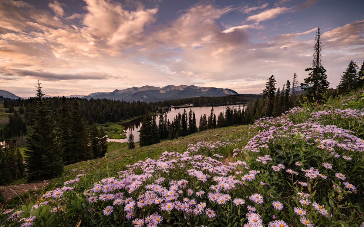 Цветы в горах