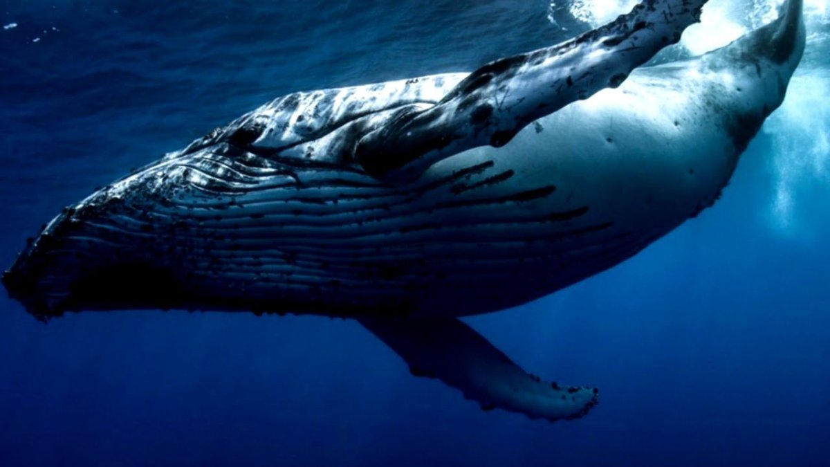 Сейвал (ивасёвый кит) (Balaenoptera Borealis)