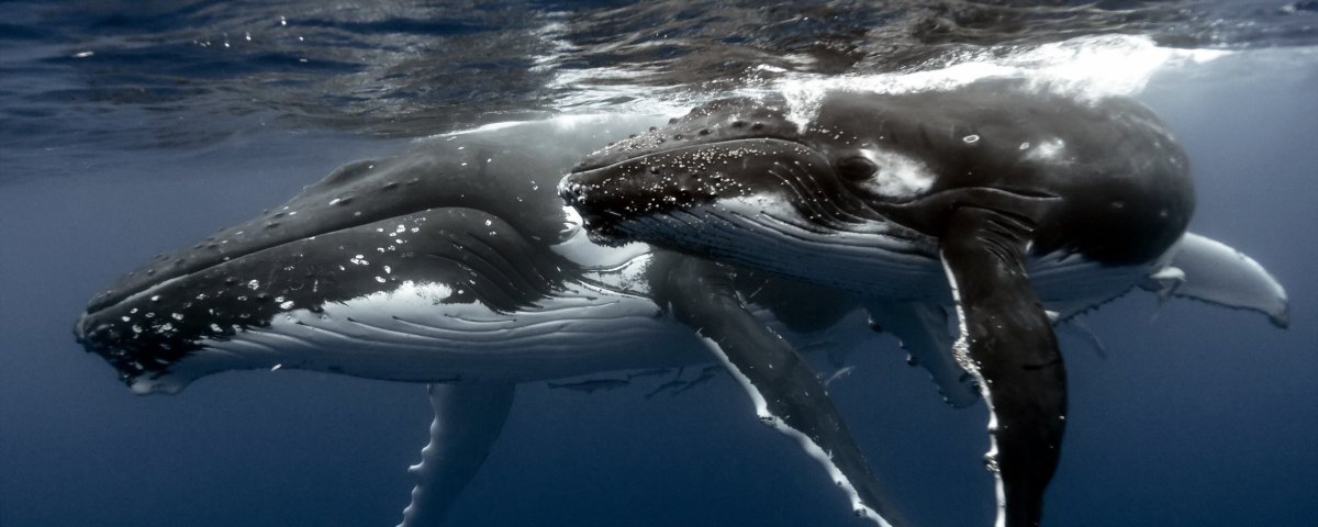 Кит вид снизу