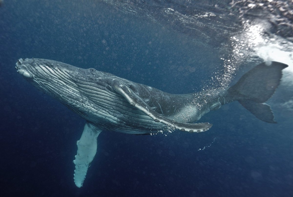 Кит полосатик Горбач