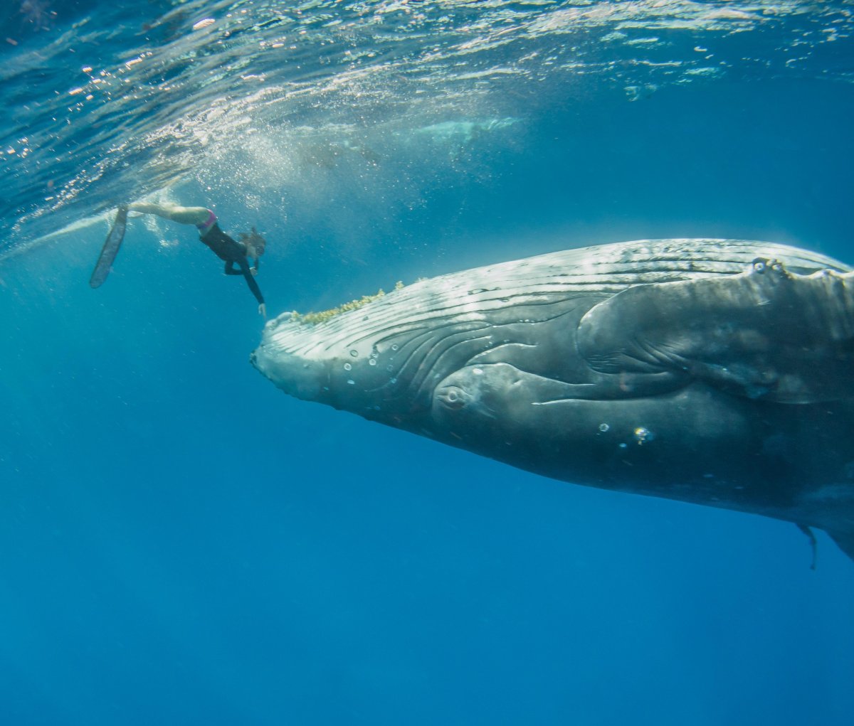Горбатый кит и Кашалот
