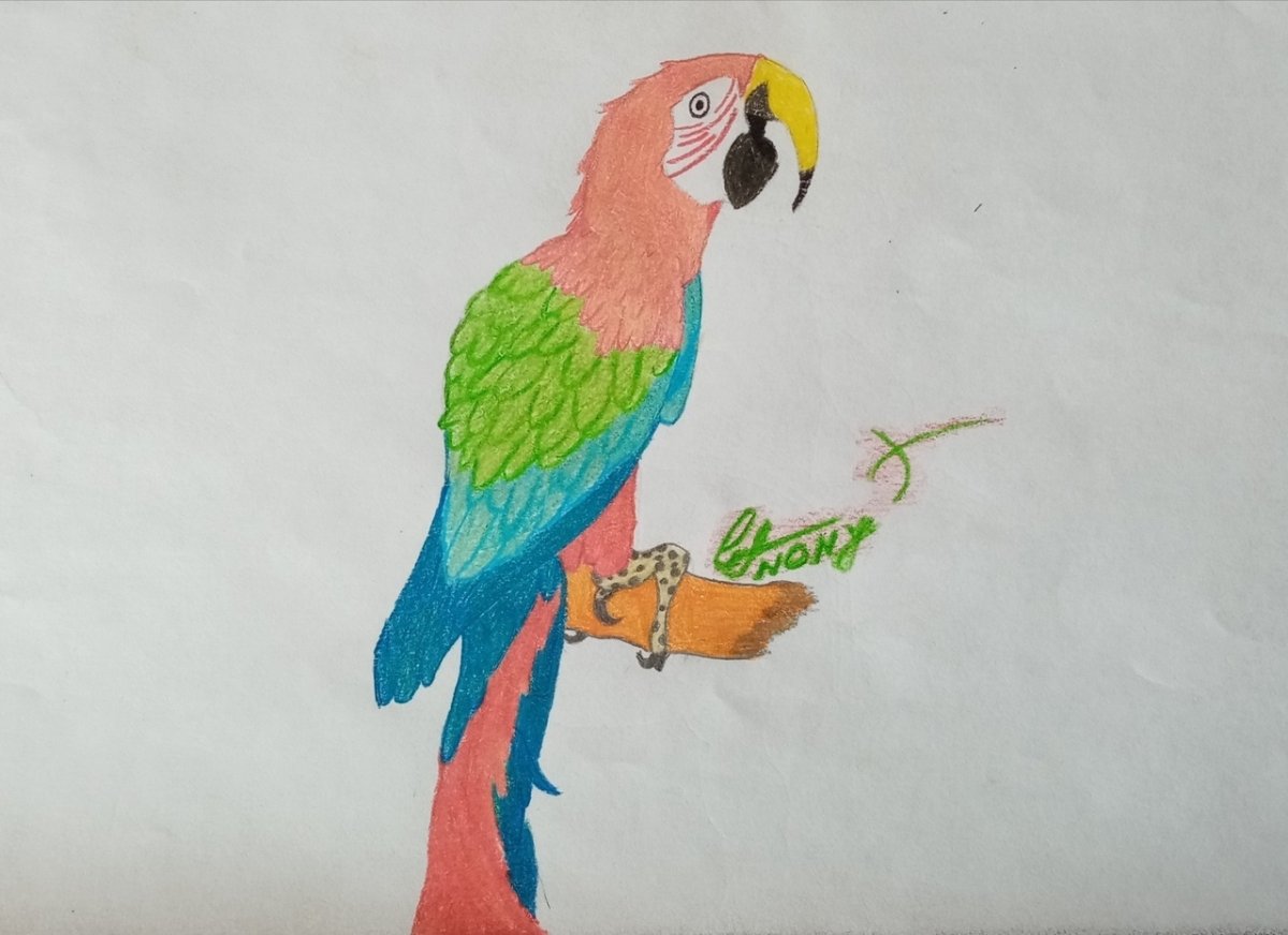 Попугаи цветные мультяшные