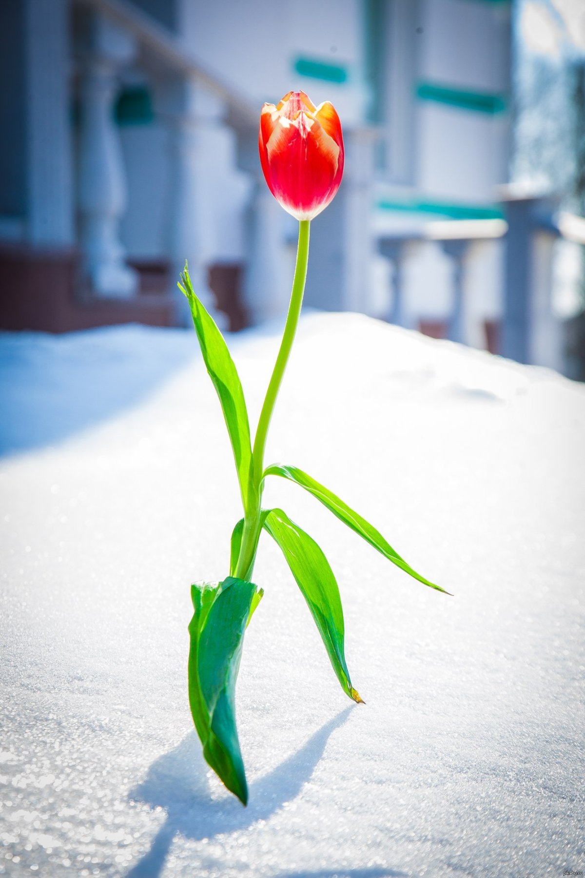 Тюльпаны в снегу