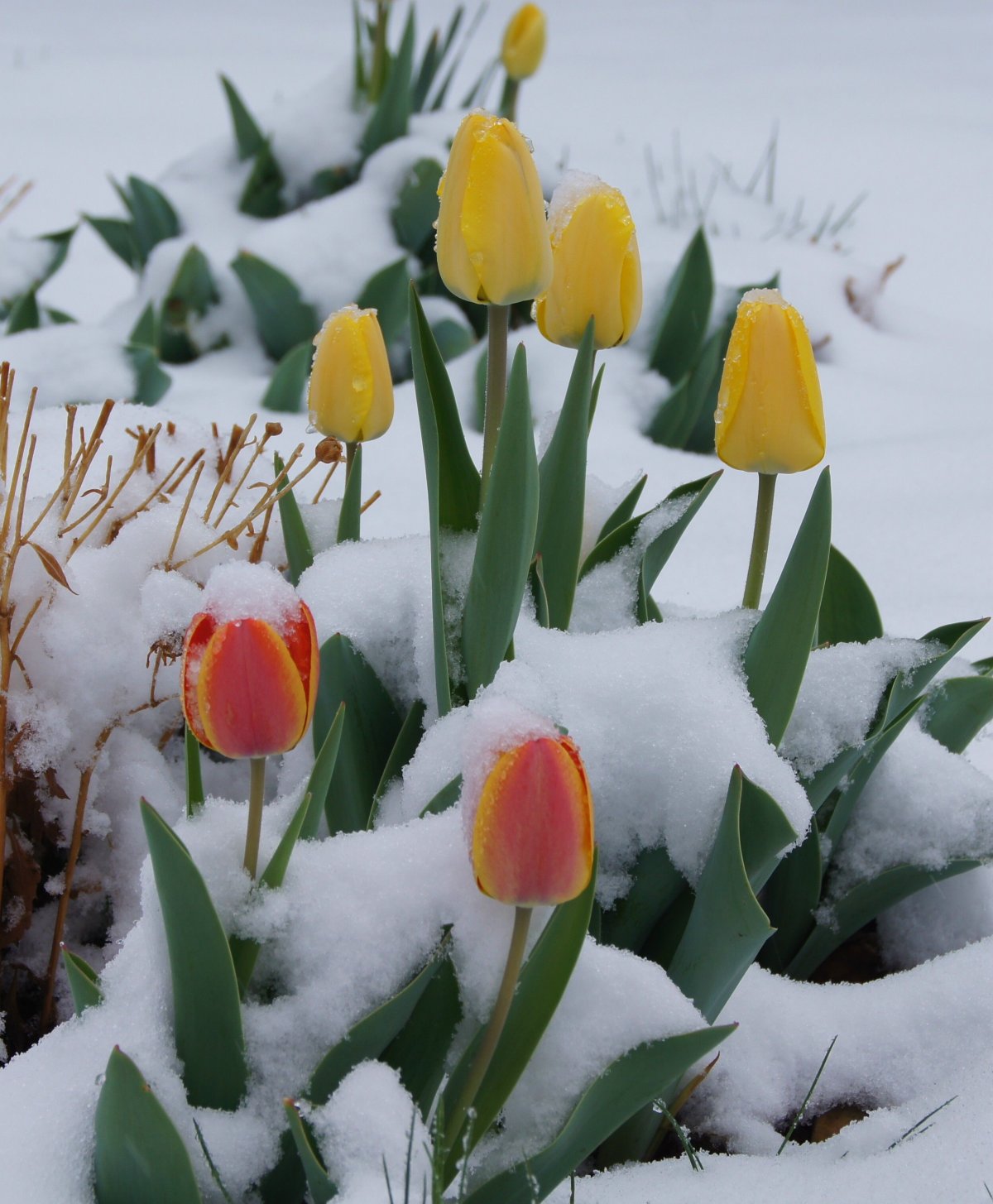 Тюльпаны под снегом