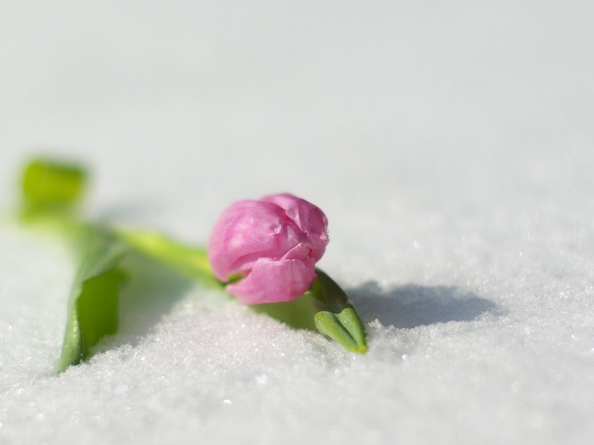 Нежно розовые тюльпаны на снегу