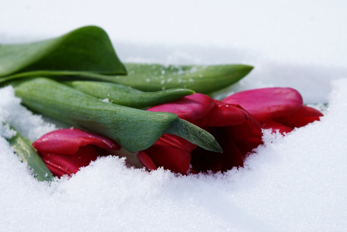 Tulips in Snow