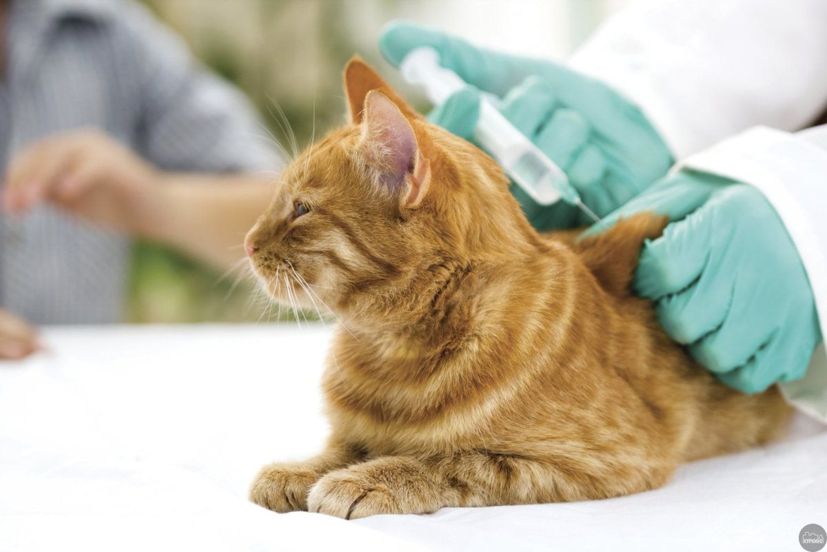 Вакцинация против бешенства животных