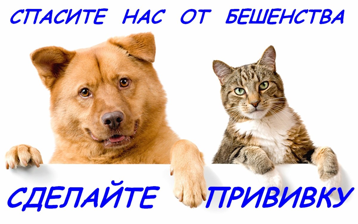 Сезонная вакцинация собак