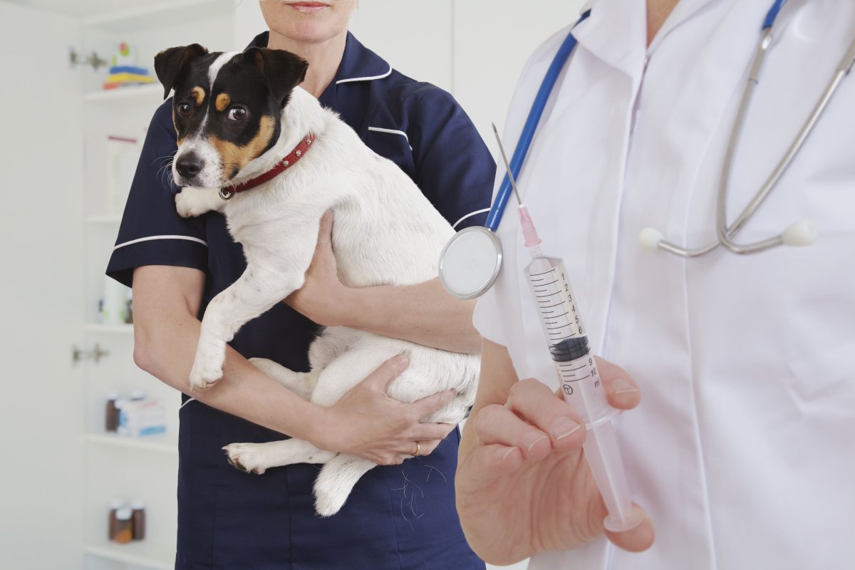 Вакцины для животных