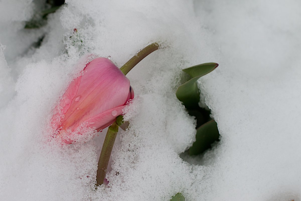 Скоро Весна скоро Весна