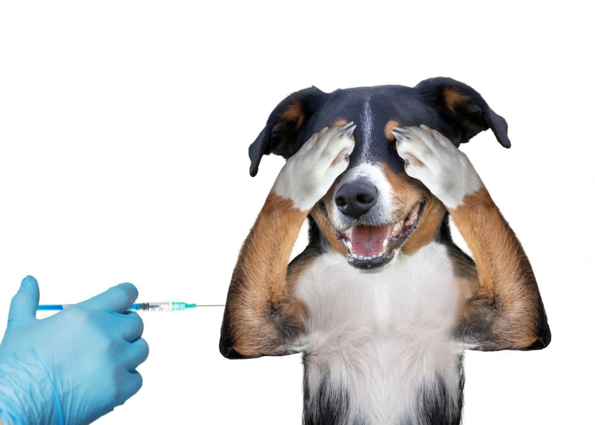 Укол собаке под лопатку