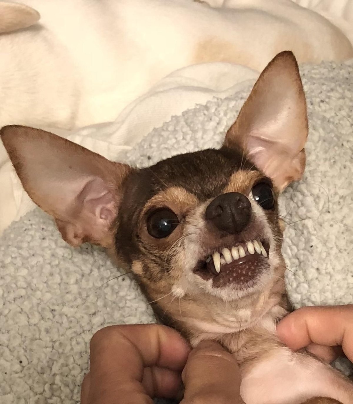 Китайская чихуахуа