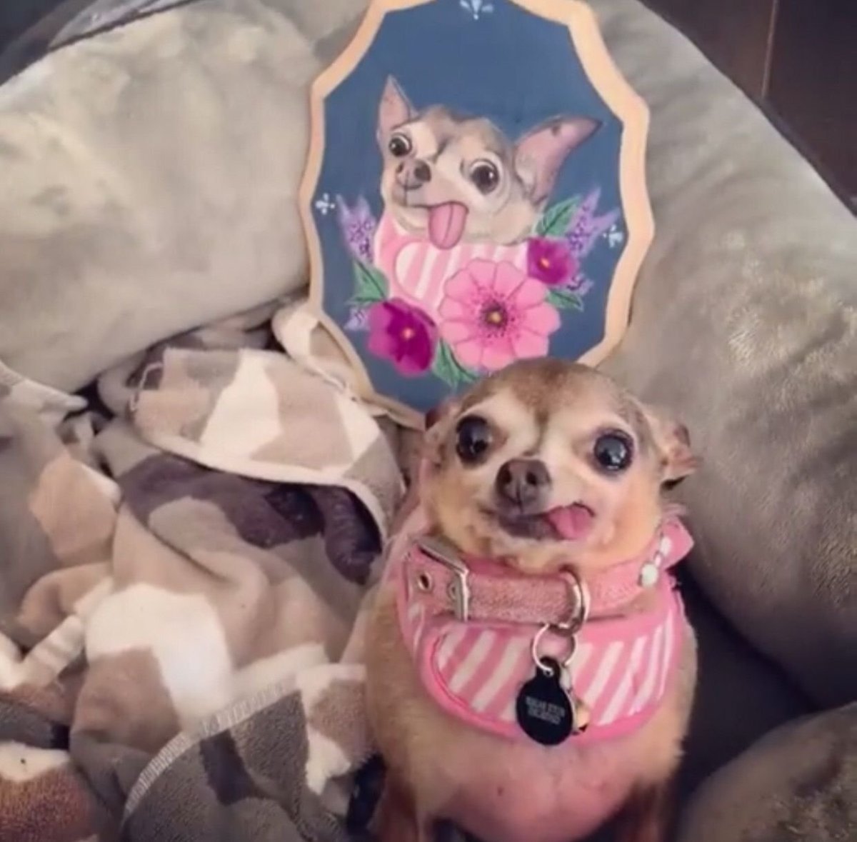 Чихуа улыбка