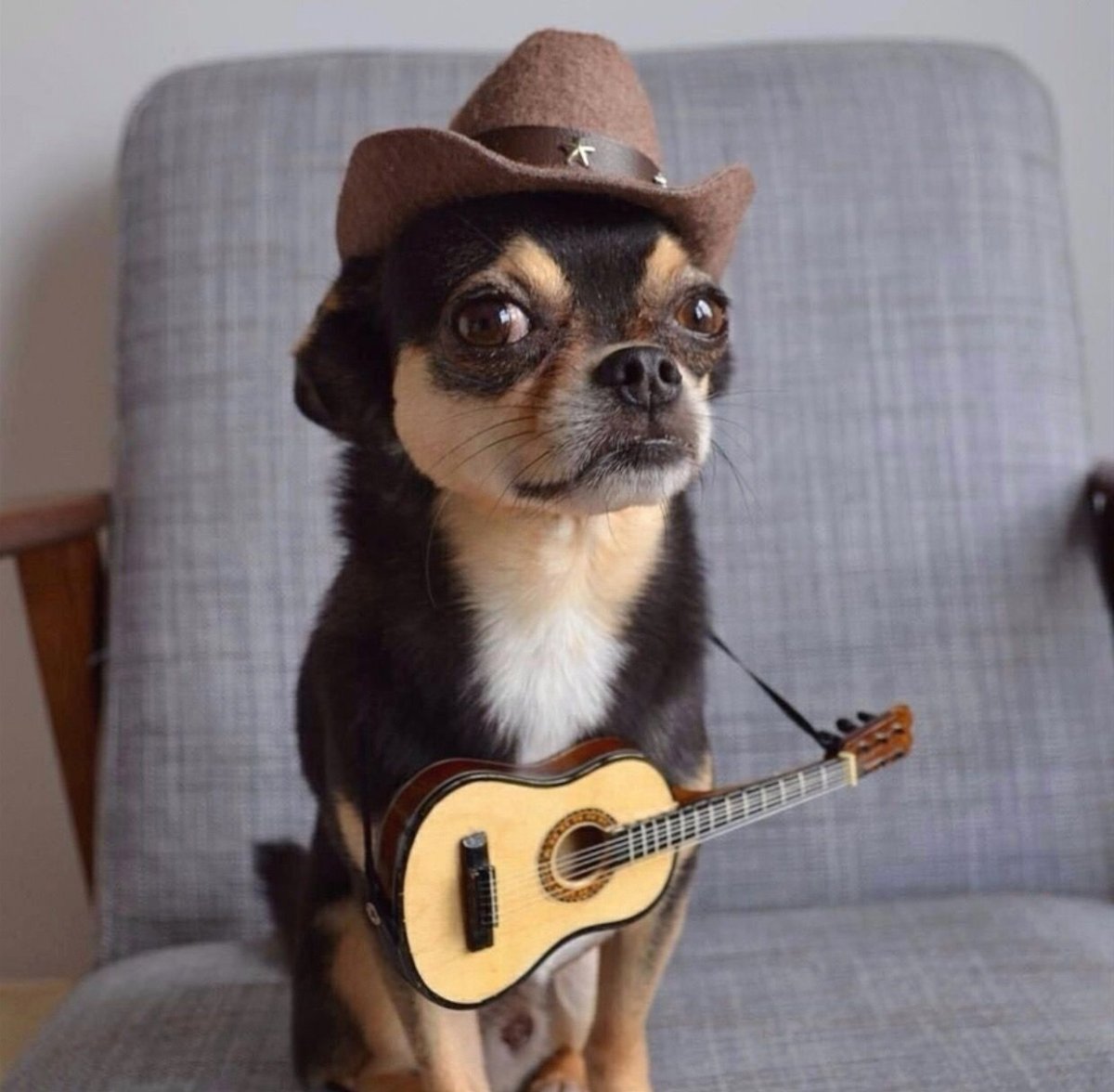 Забавные чихуахуа