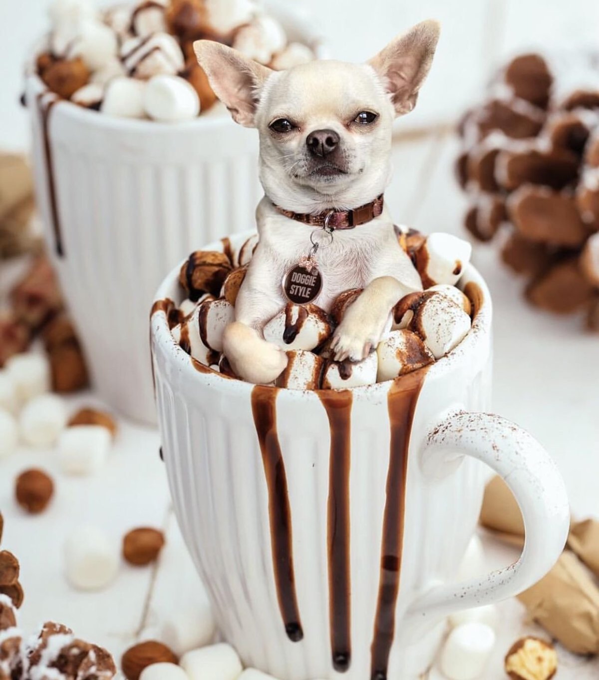 Вкусняшка для чихуахуа