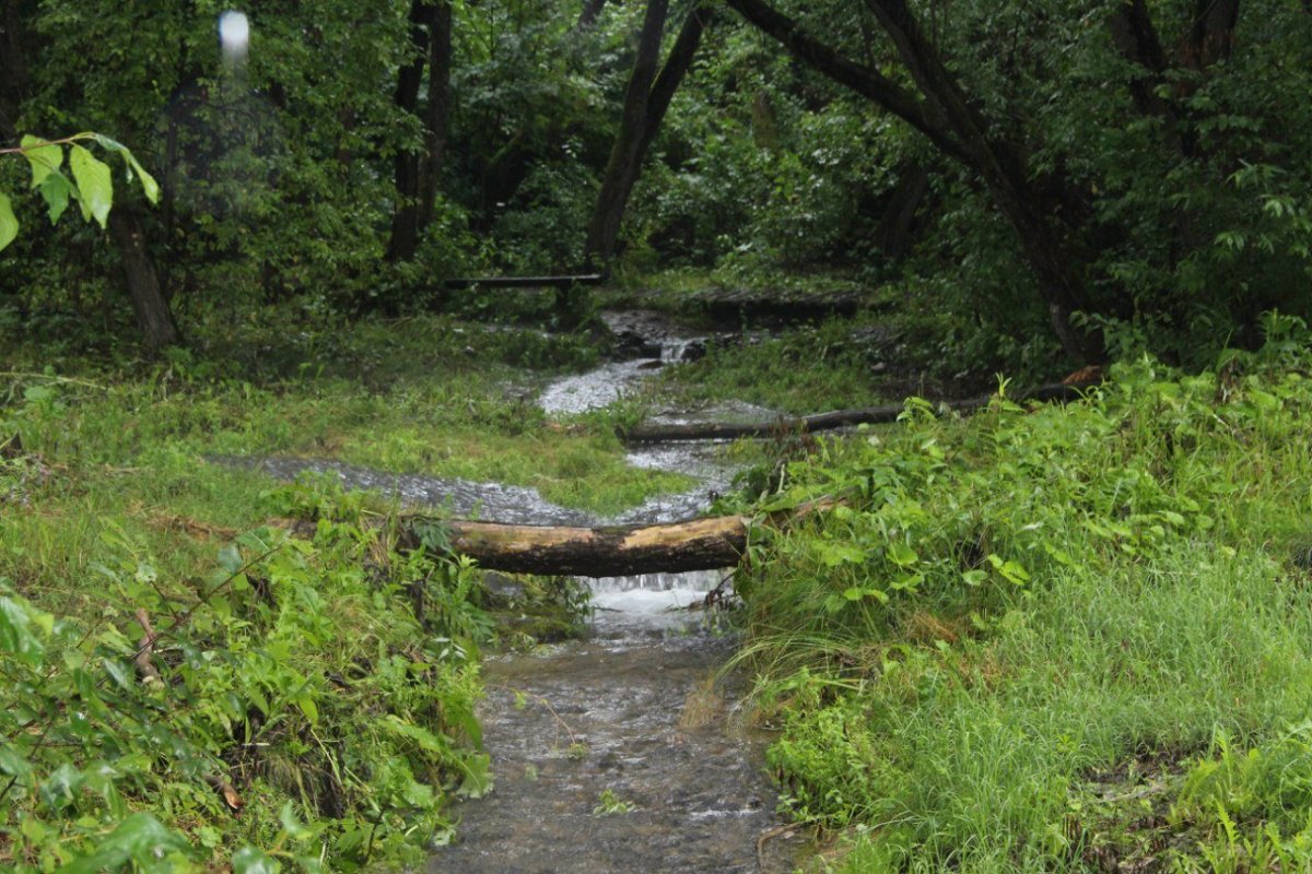 Исток родника