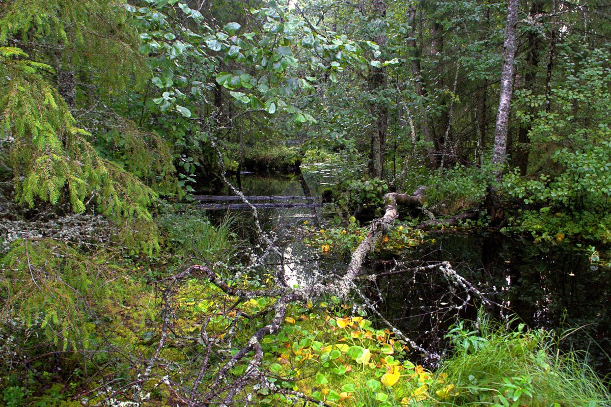 Исток реки Карасук заповедник