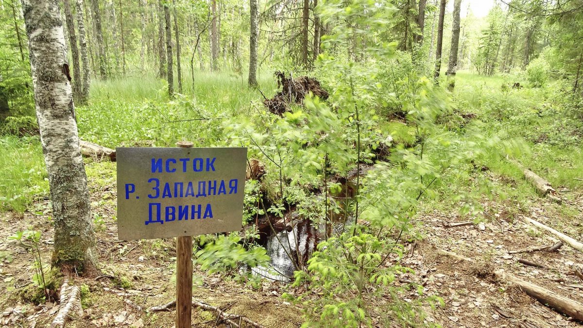 Исток реки Западная Двина Тверская область