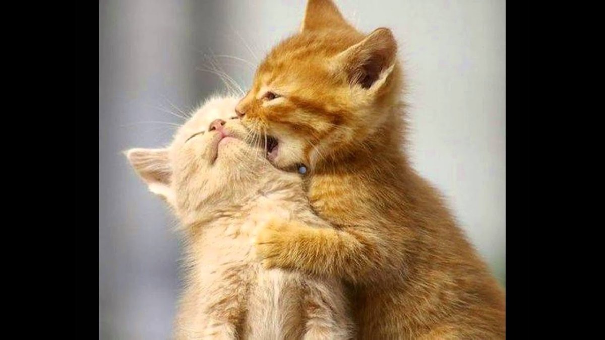 Котенок кусается