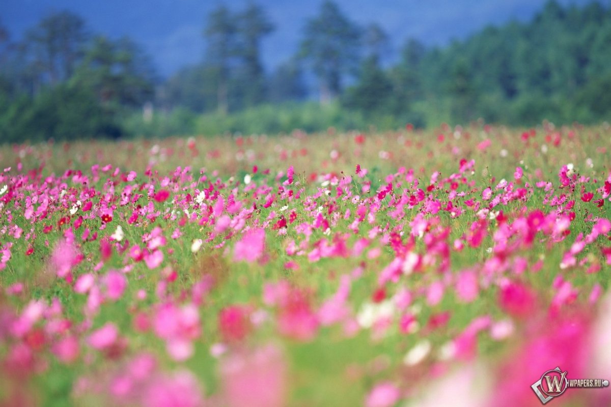 Поляна цветов