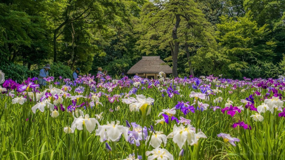 Поляна в лесу с цветами