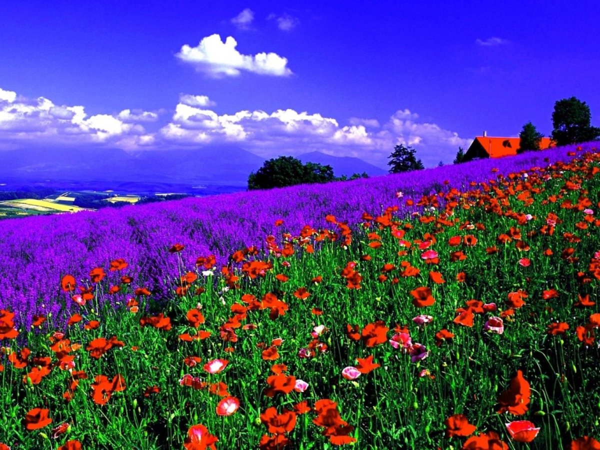 Красивый пейзаж поле цветов