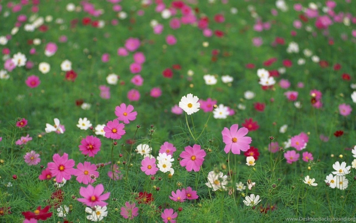 Лужайка с цветами