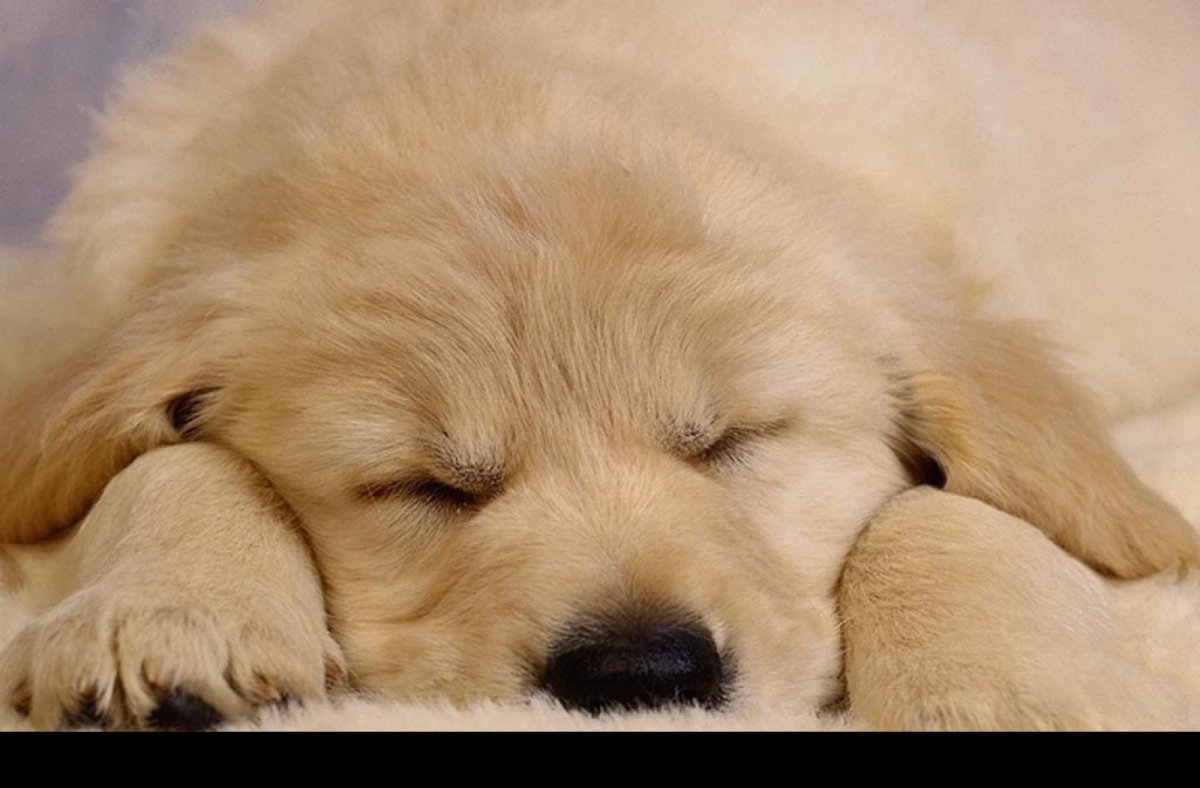 Собака спит