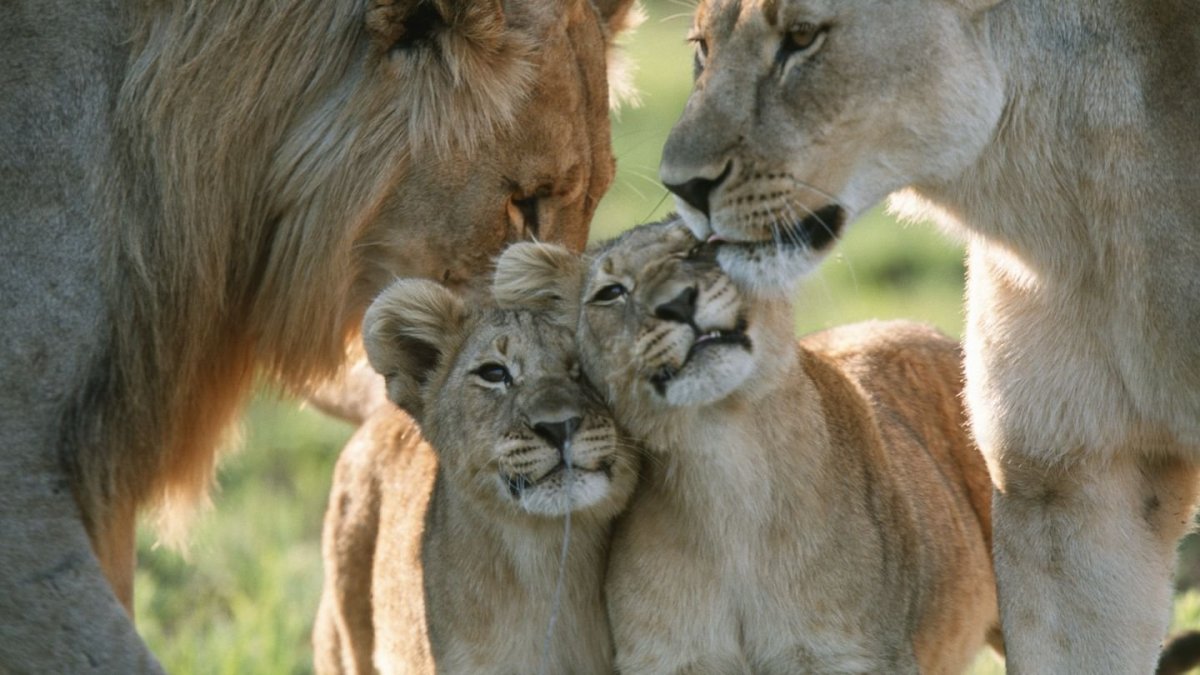 Лев львица и Львенок