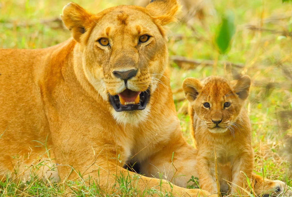 Львица и маленький Львенок