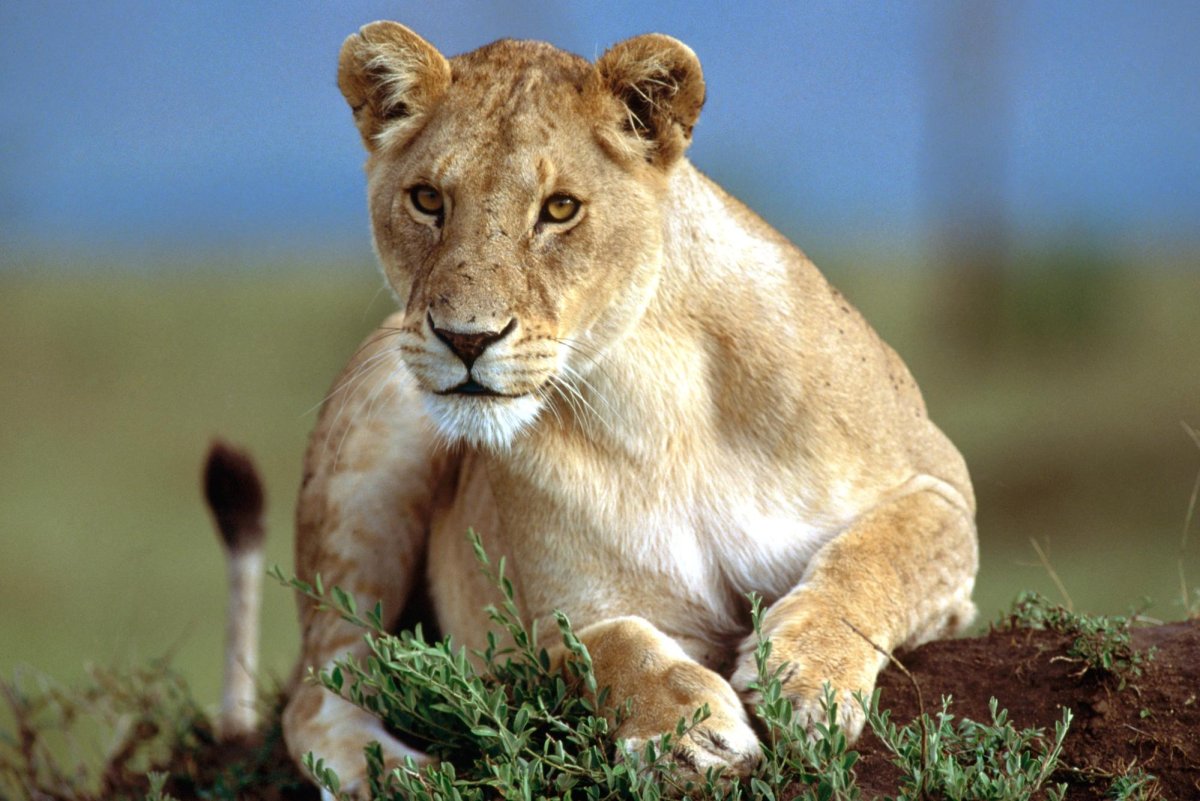 Алекс Честерман