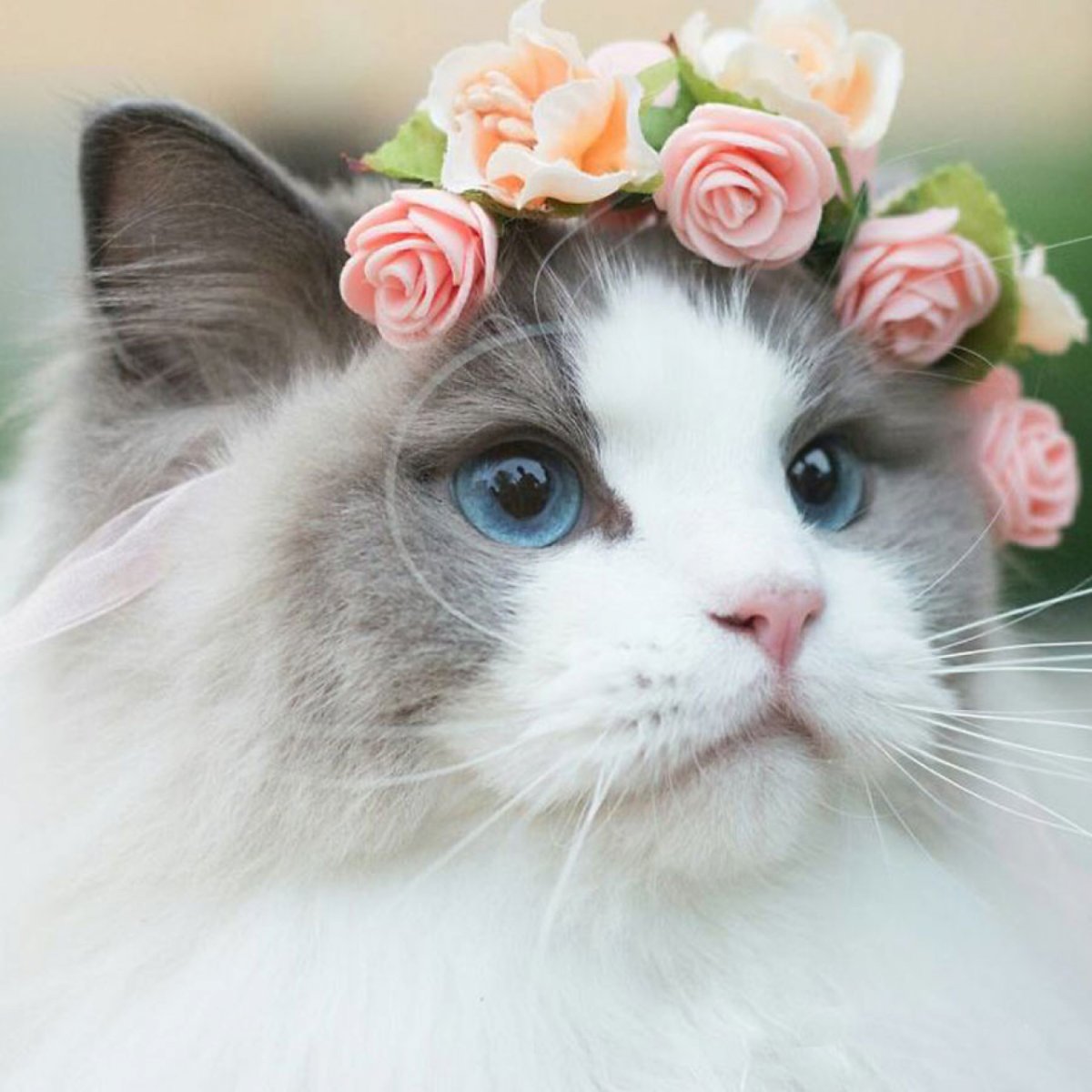 Няшные котики