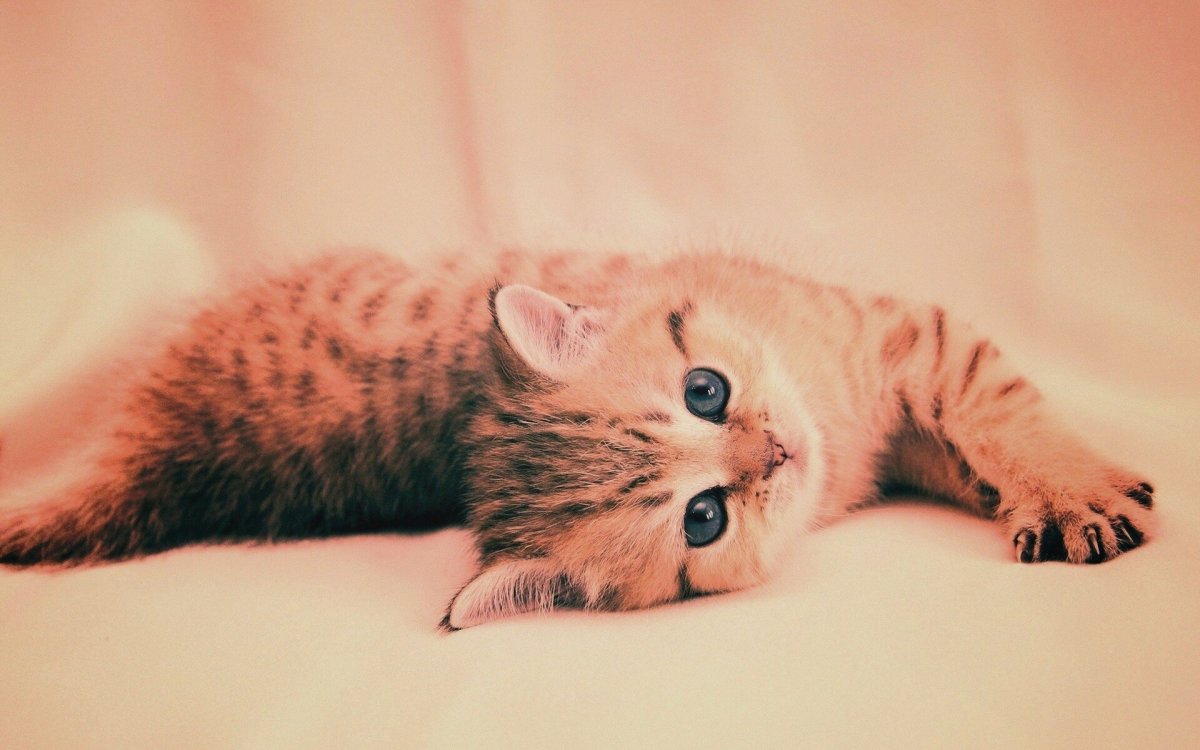 Кошка с венком на голове