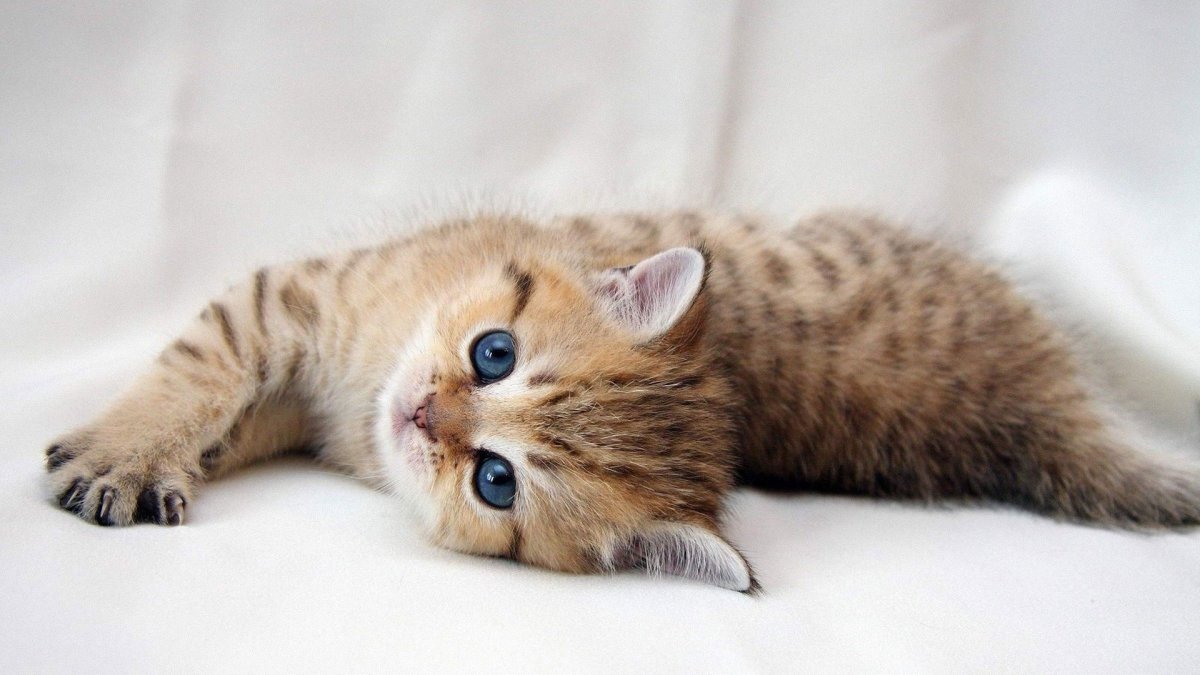 Самые красивые котята