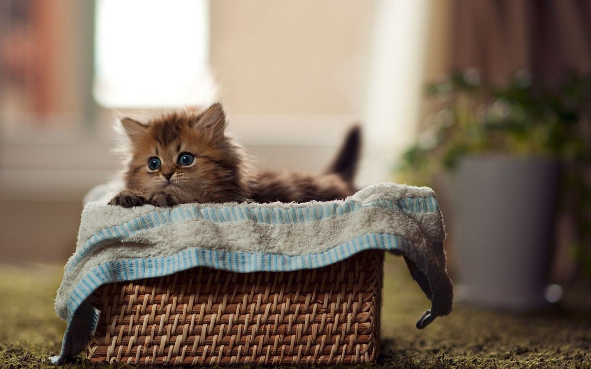 Милые котики