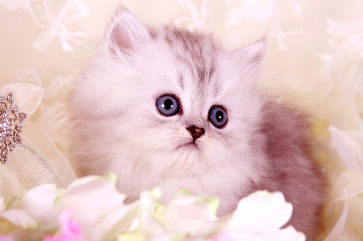 Милые кошки